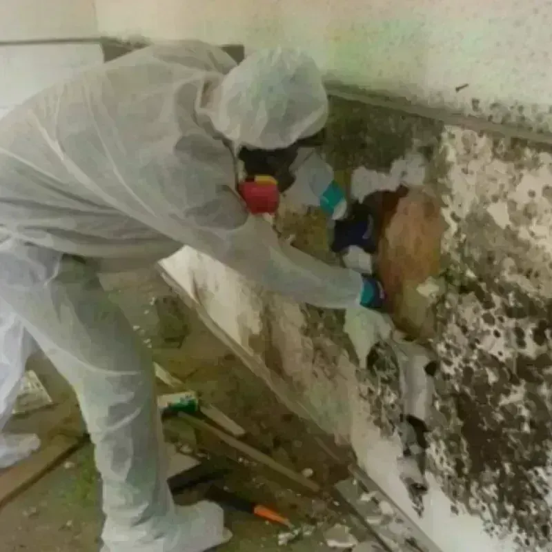 Mold Remediation and Removal in Sardis, GA